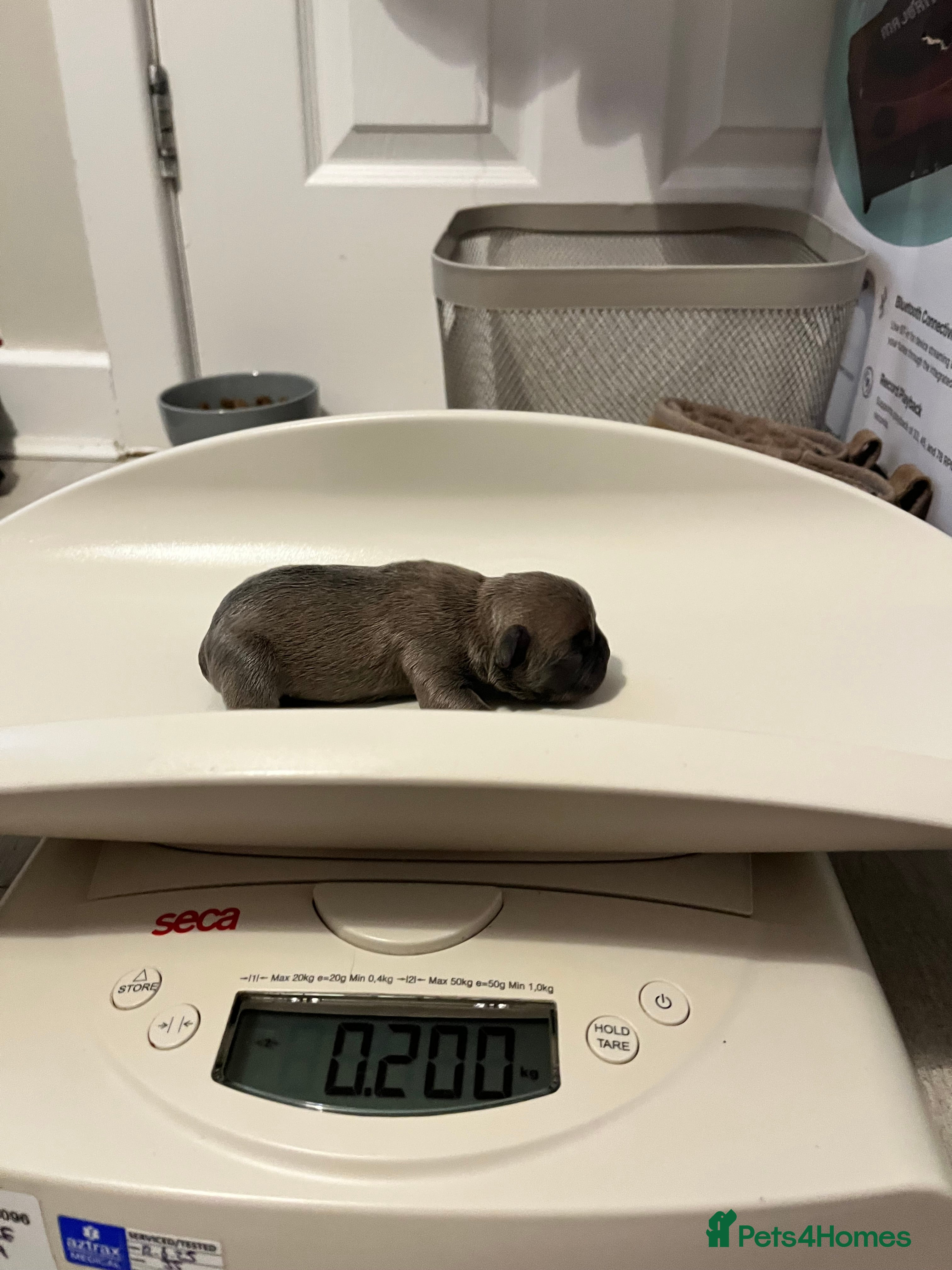 French Bulldog dogs French Bulldog Puppies - 2 girls / 2 boys - Advert 4