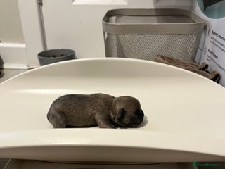 French Bulldog dogs French Bulldog Puppies - 2 girls / 2 boys - Advert 4