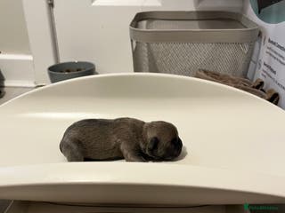 French Bulldog dogs French Bulldog Puppies - 2 girls / 2 boys - Advert 16