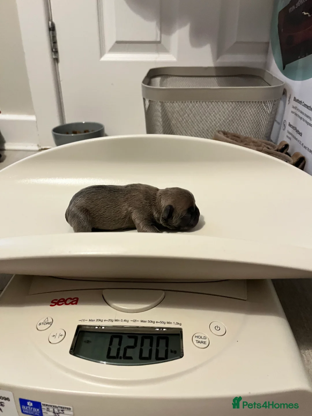 French Bulldog dogs for sale: RESERVED*French Bulldog Puppies - 2 girls / 2 boys - Advert 1