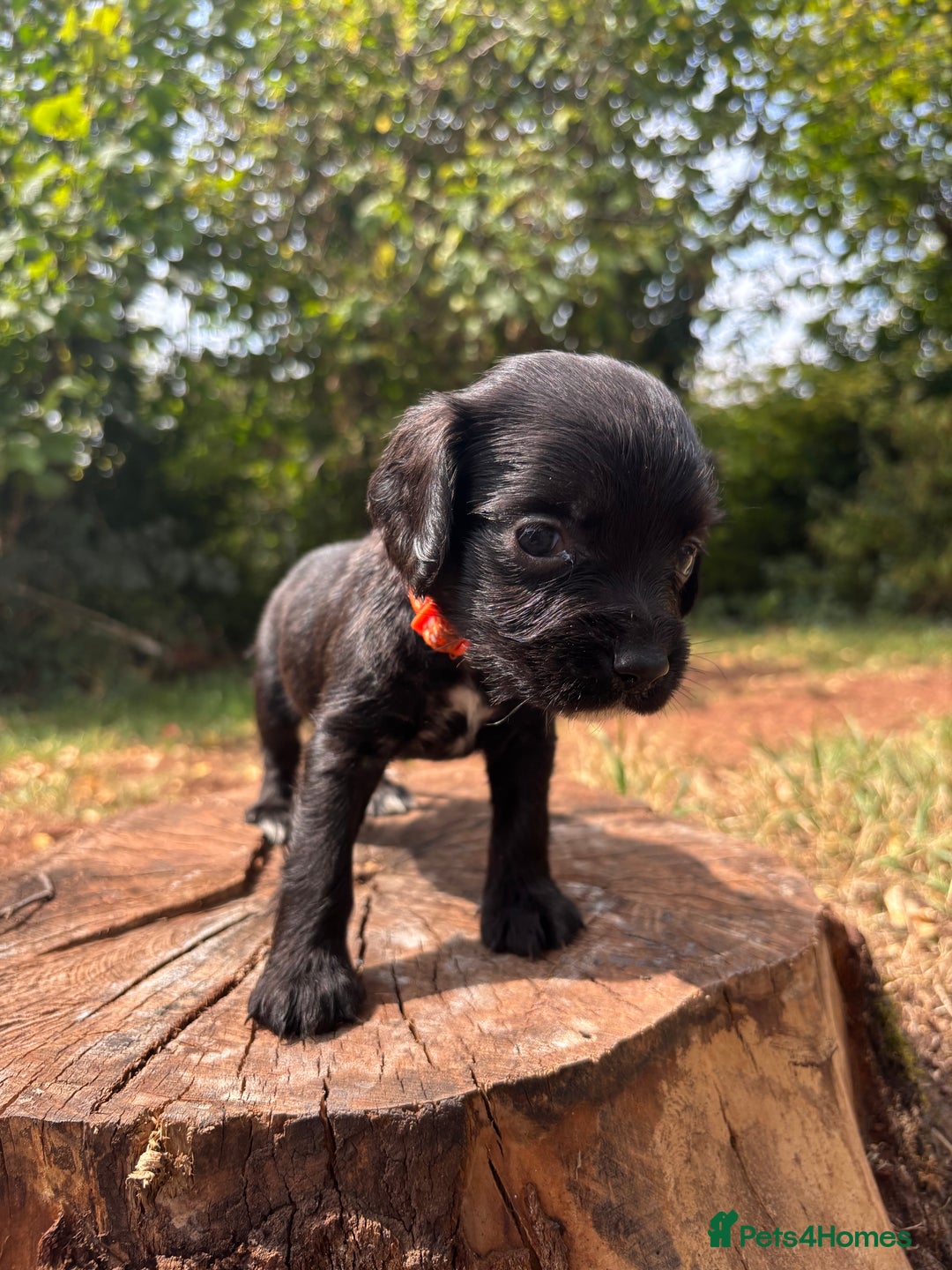 Sprocker dogs for sale: Sprocker Puppies - Image 21