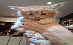 Maine Coon cats for sale: I have Beautiful healthy maicoon XL  - Image 1