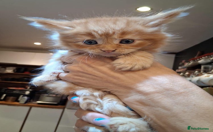 Maine Coon cats - Advert 1
