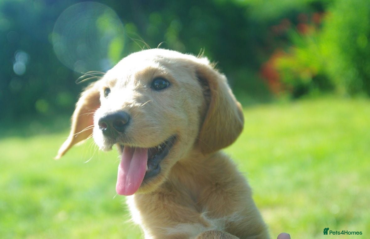 Labradoodle dogs FULLY VACCINATED Mini Australian Labradoodle Mix - Advert 1