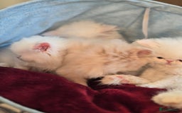 Persian cats for sale: Snow persian kitten  boy - Image 14
