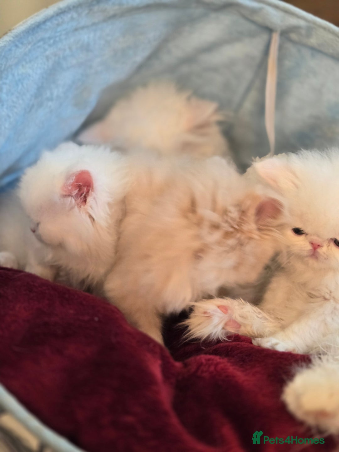 Persian cats for sale: Snow persian kitten  boy - Image 14