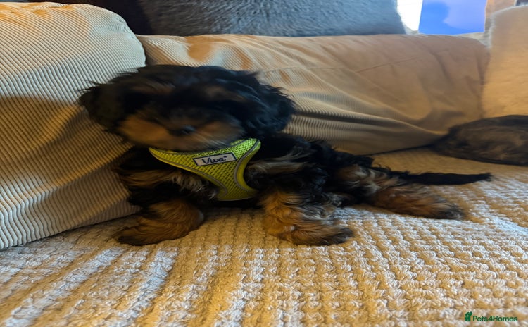 Shihpoo dogs Only one boy left 💕 - Advert 10