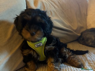 Shihpoo dogs Only one boy left 💕 - Advert 5