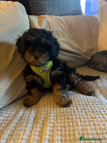 Shihpoo dogs Only one boy left 💕 - Advert 10