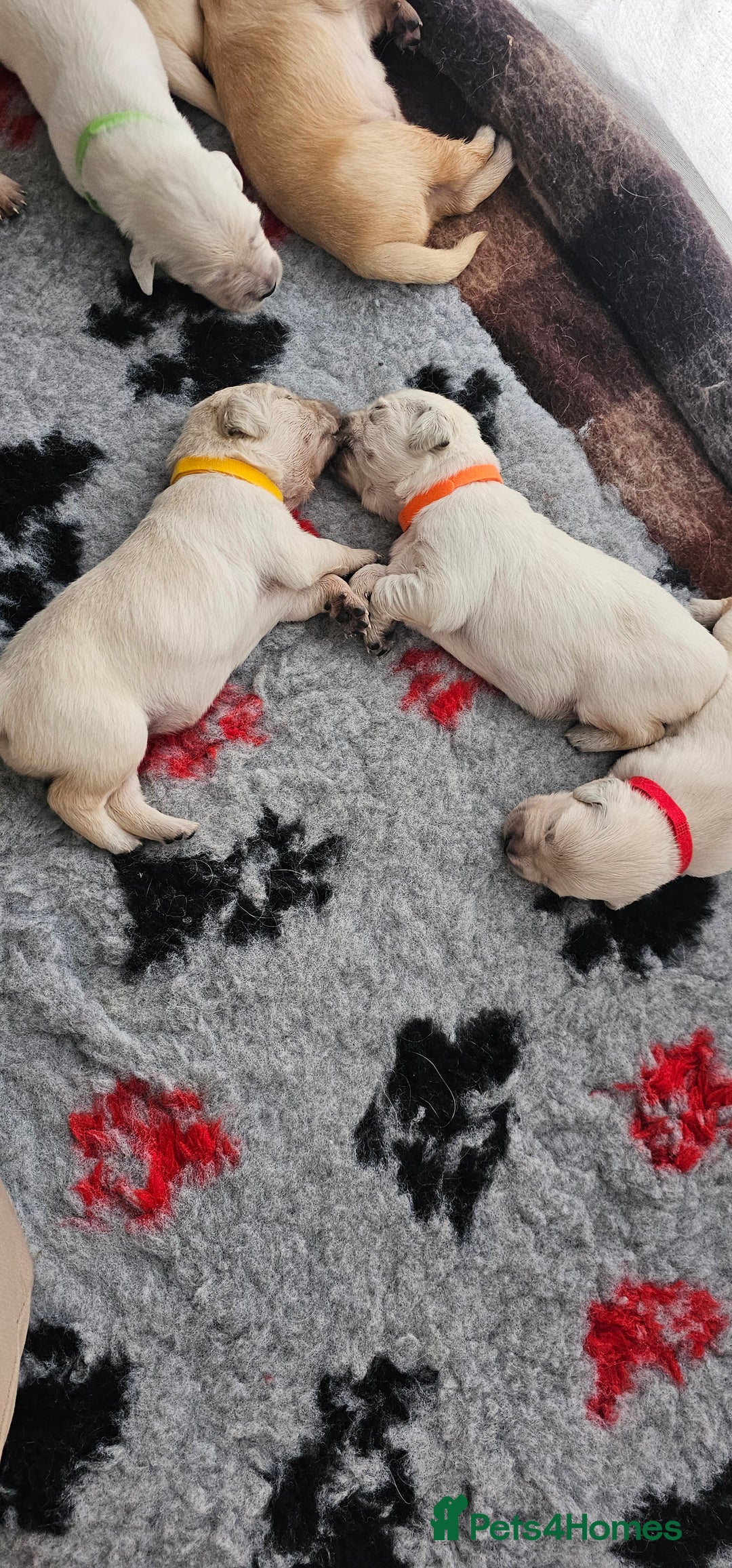 Golden Retriever dogs for sale: Golden Retriever Puppies - you will Fall in love  - Image 30