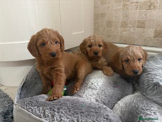 Labradoodle dogs F1 Mini Labradoodle pups Health Tested - Advert 14