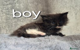 Maine Coon cats for sale: 🐱 MAINE COON KITTENS 🐱 - Image 3
