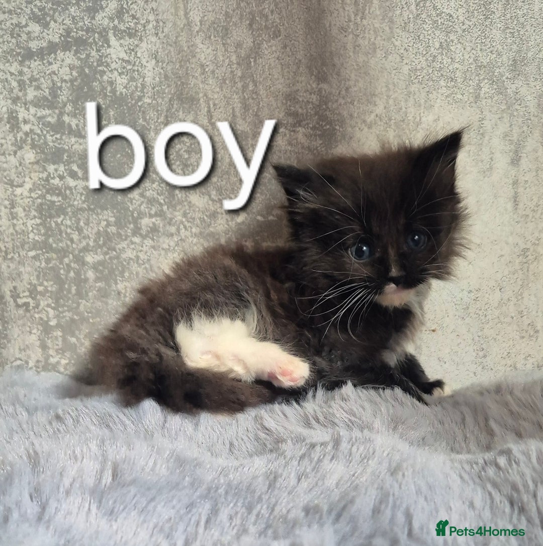Maine Coon cats for sale: 🐱 MAINE COON KITTENS 🐱 - Image 3