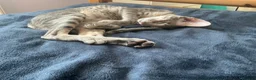 Oriental cats for sale: Oriental boy 11 months old - Advert 2