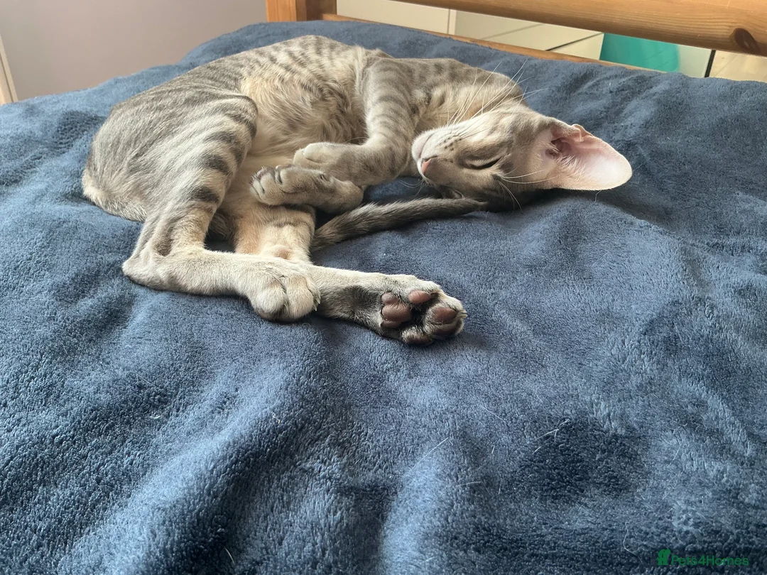 Oriental cats for sale: Oriental boy 11 months old - Advert 2