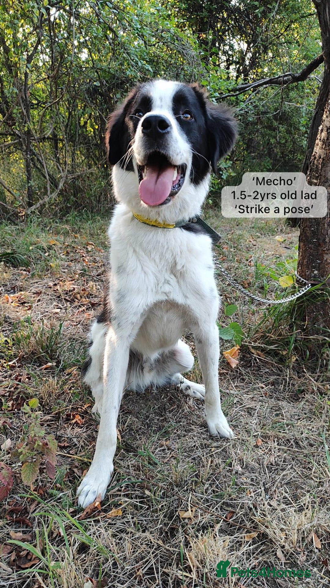 Mixed Breed dogs for adoption: Mecho, 1.5-2 yrs old. Available for adoption. - Image 15