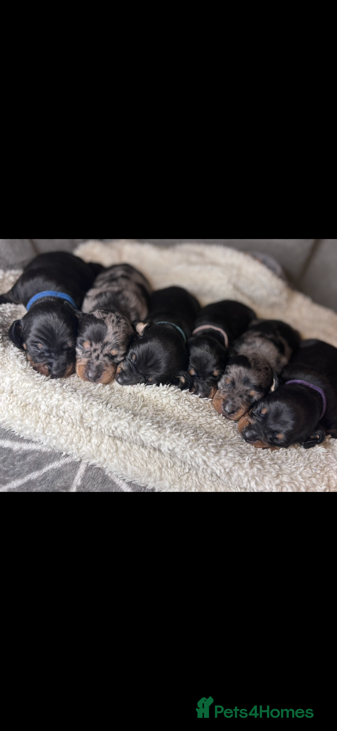 Miniature Dachshund dogs for sale: Beautiful dachshund puppies for sale  - Advert 10