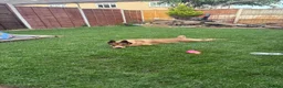 Mixed Breed dogs for sale: 8 month old pup  - Advert 3