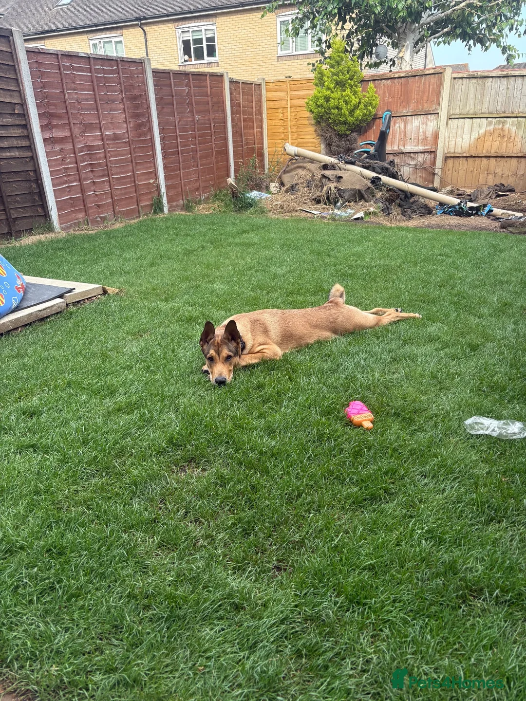 Mixed Breed dogs for sale: 8 month old pup  - Advert 3
