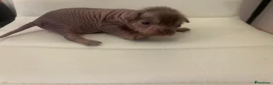 Tiny Tim