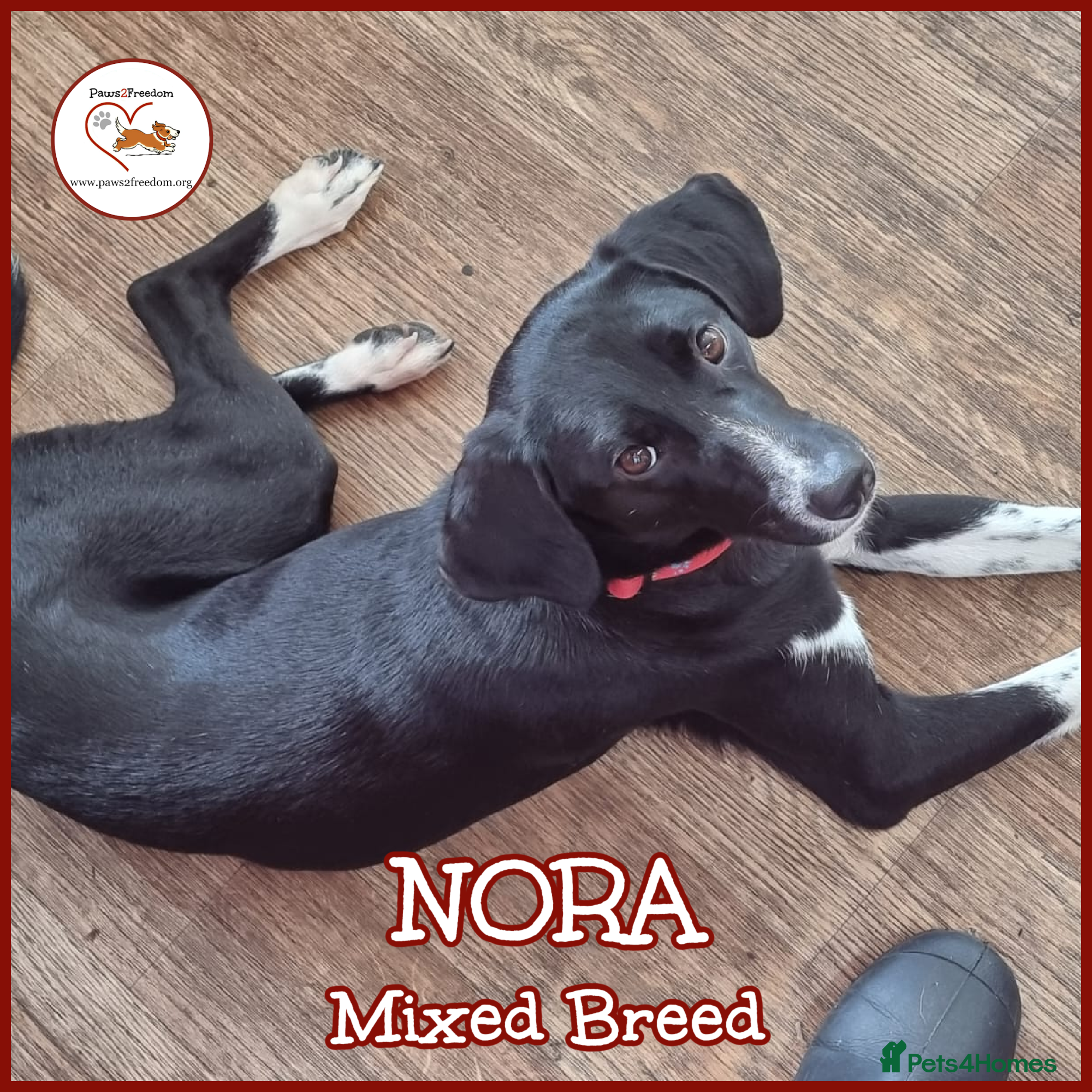 Mixed Breed dogs NORA FOR ADOPTION IN CORNWALL/DEVON - Advert 9