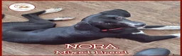 Mixed Breed dogs for adoption: NORA FOR ADOPTION IN CORNWALL/DEVON - Advert 1