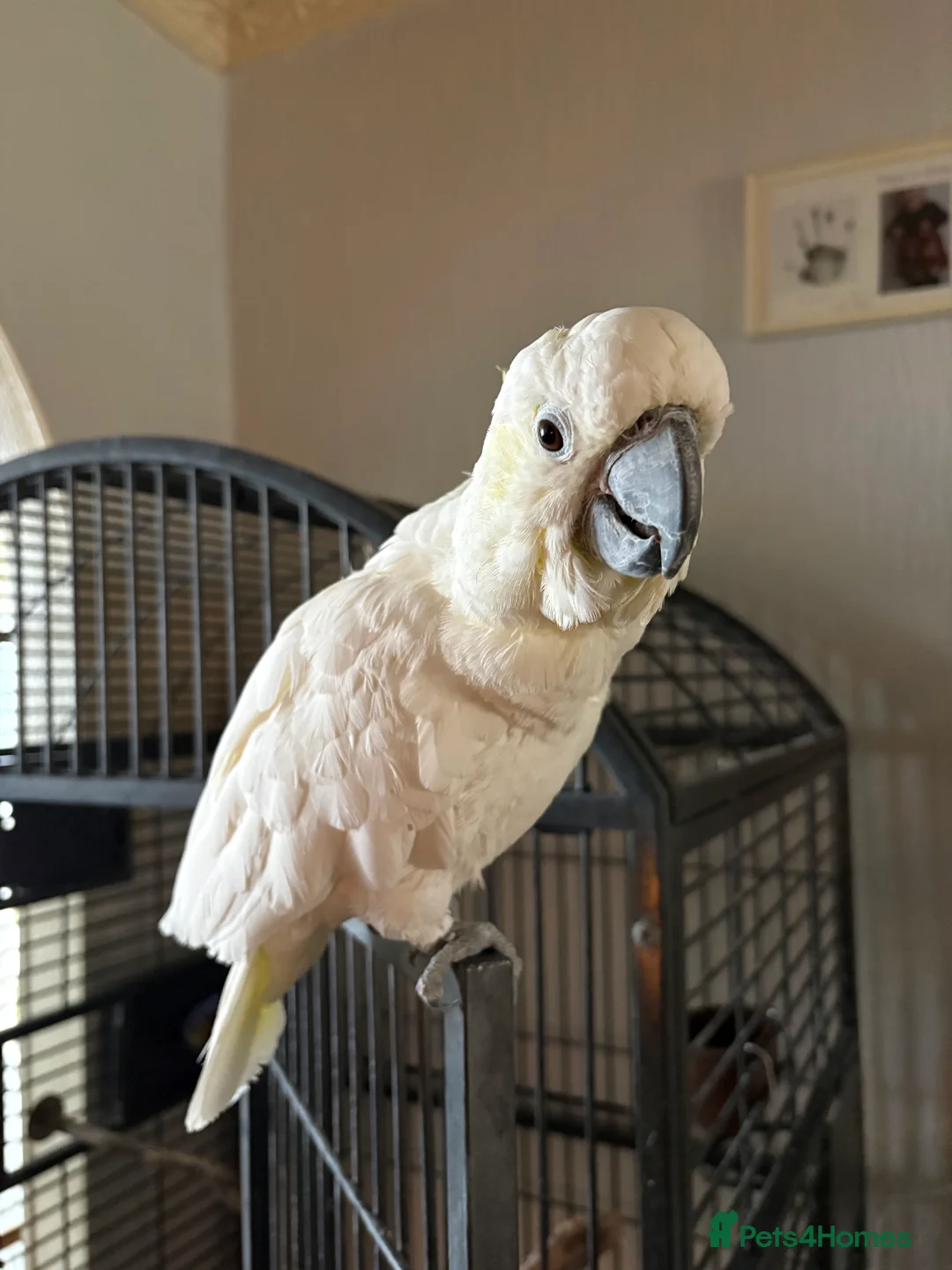 Cockatoo birds for sale: Female cockatoo  - Advert 1