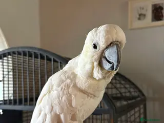 Cockatoo birds Female cockatoo - Advert 1