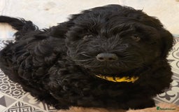 Cockapoo dogs for sale: F1B Cockapoo puppies - Image 11