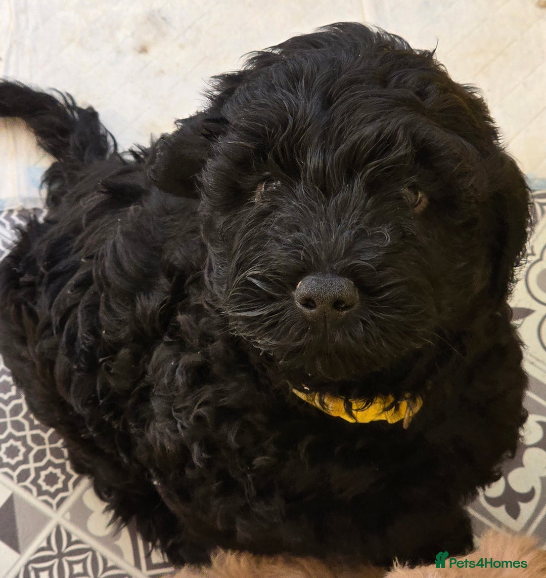 Cockapoo dogs for sale: F1B Cockapoo puppies - Image 11