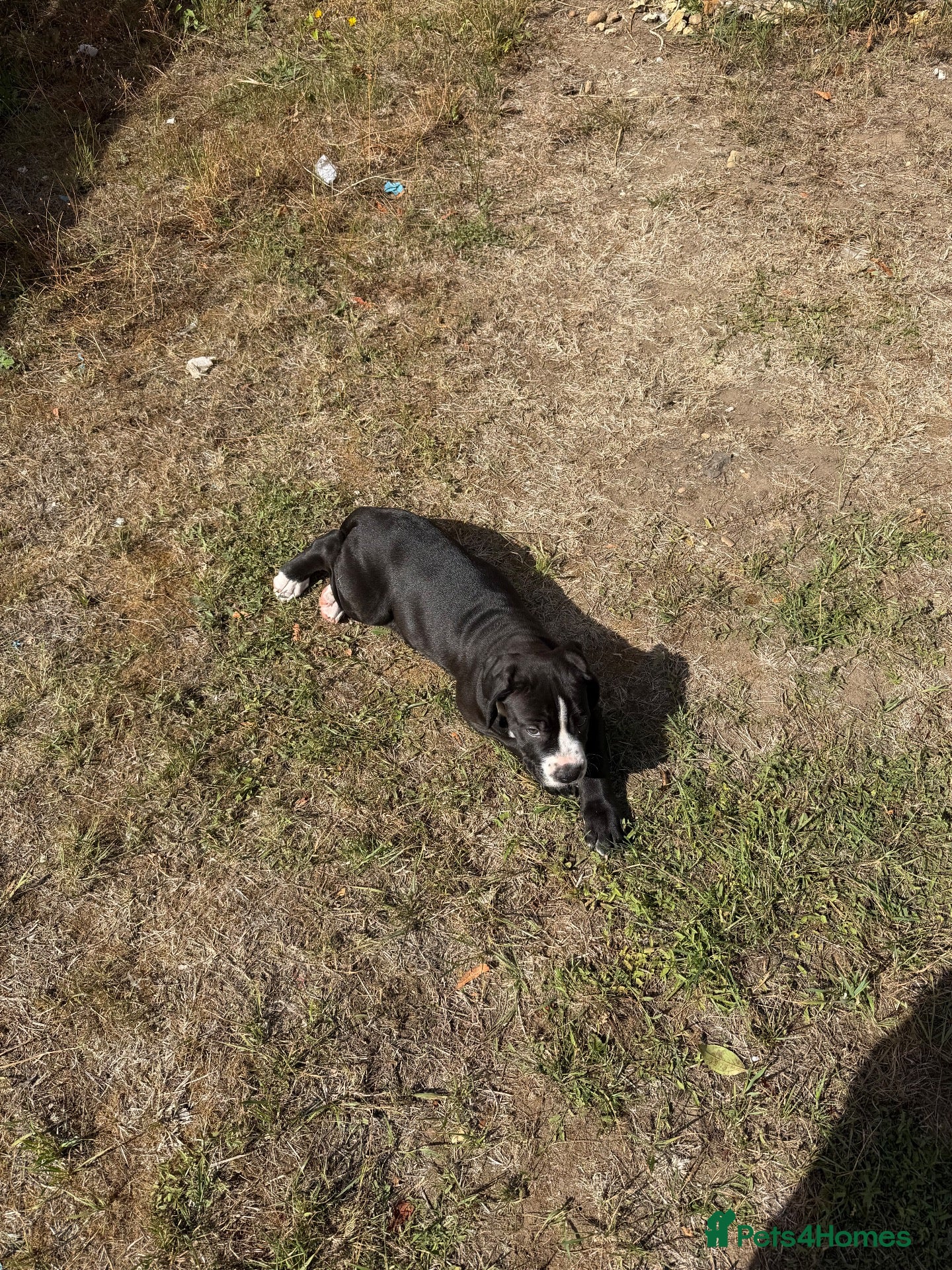 Mixed Breed dogs  staffy cross mastiff - Advert 2