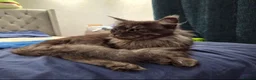 Maine Coon cats for sale: Black smoke Russian Import - Advert 2
