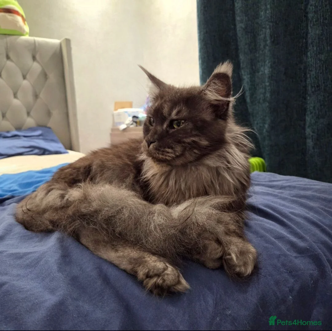 Maine Coon cats for sale: Black smoke Russian Import - Advert 2