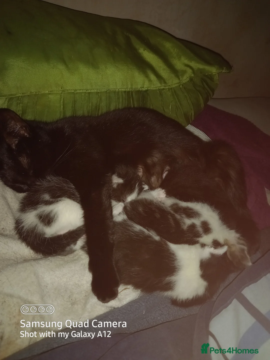 Mixed Breed cats for sale: 3 gorgeous kittens looking for  koving home - Advert 1