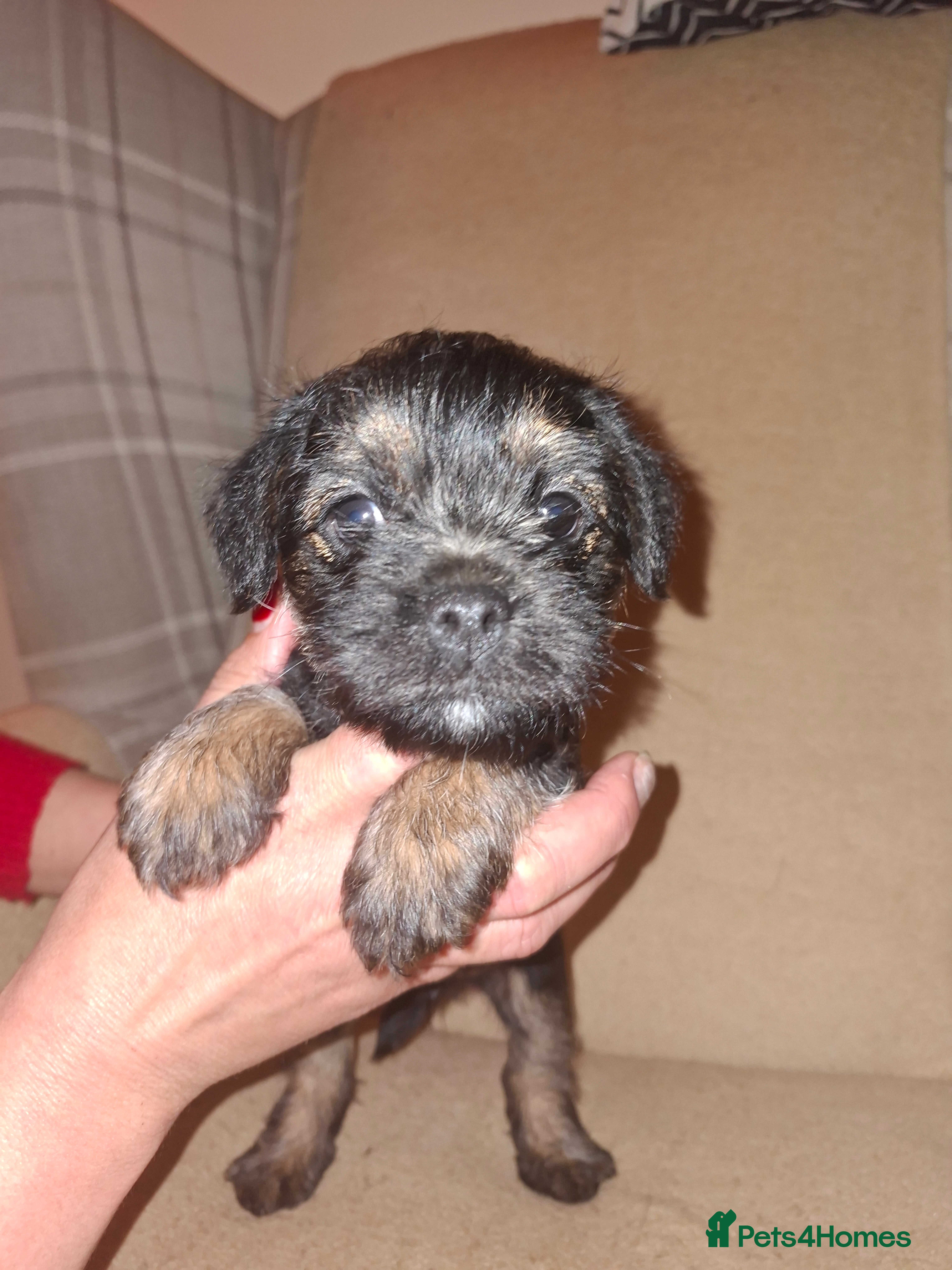Border Terrier dogs Border terrier puppies - Advert 2