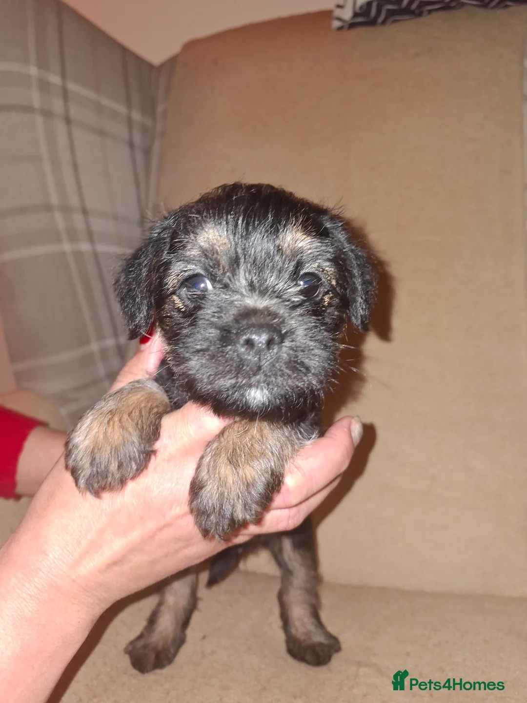 Border Terrier dogs for sale: Border terrier puppies in King's Lynn - Advert 1