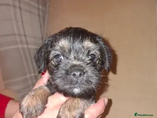 Border Terrier dogs Border terrier puppies - Advert 12