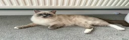 Ragdoll cats for sale: Active GCCF & TICA registered breeding ragdoll - Advert 2