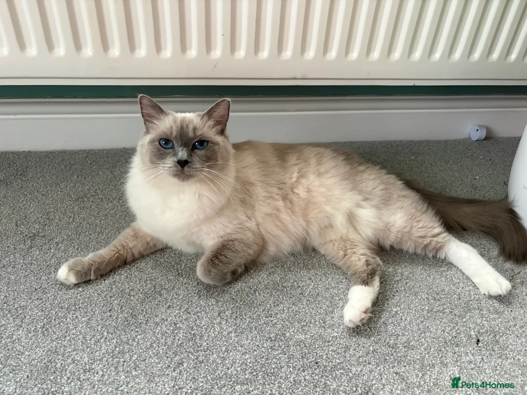 Ragdoll cats for sale: Active GCCF & TICA registered breeding ragdoll - Advert 2
