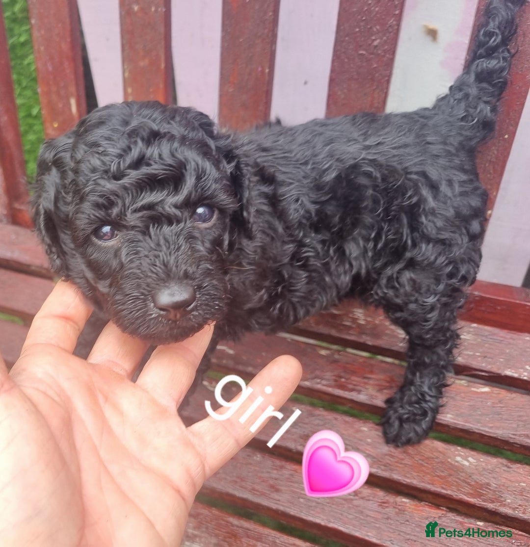 Miniature Poodle dogs for sale: Miniture poodle  - Image 6