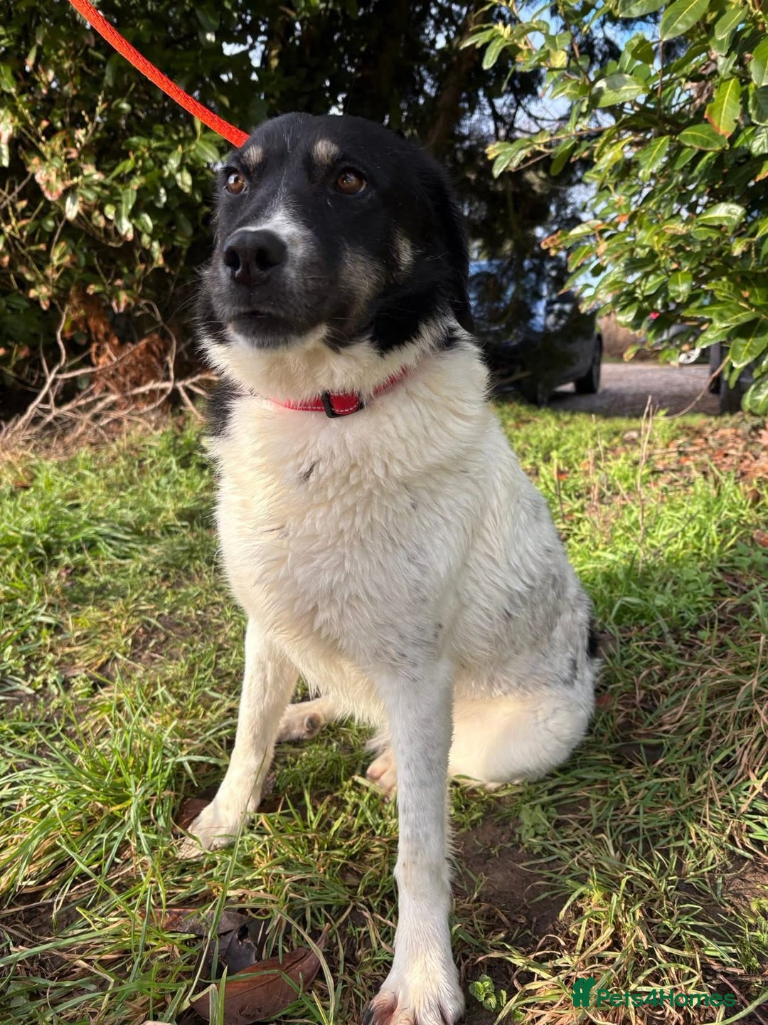 Mixed Breed dogs for adoption: Moira - Norwich Norfolk  - Advert 5
