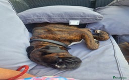 Boxer dogs for sale: 🏡 Loving Home Wanted for Brindle Boxer 🐾 - Image 4