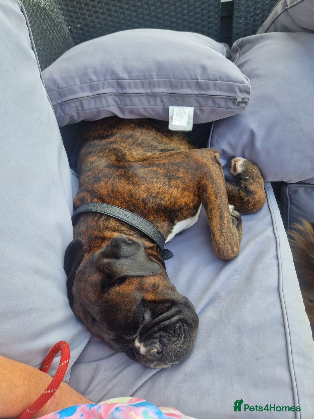 Boxer dogs for sale: 🏡 Loving Home Wanted for Brindle Boxer 🐾 - Image 4