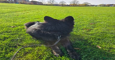 German Shepherd dogs - Advert 5