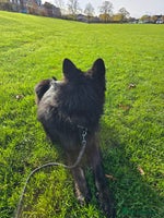 German Shepherd dogs - Advert 4