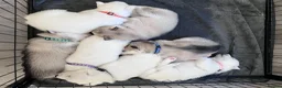 Utonagan dogs for sale: Malamute/Siberian Husky puppies in Swindon - Advert 10