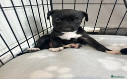 Mixed Breed dogs for sale: Bull whippets - Image 18