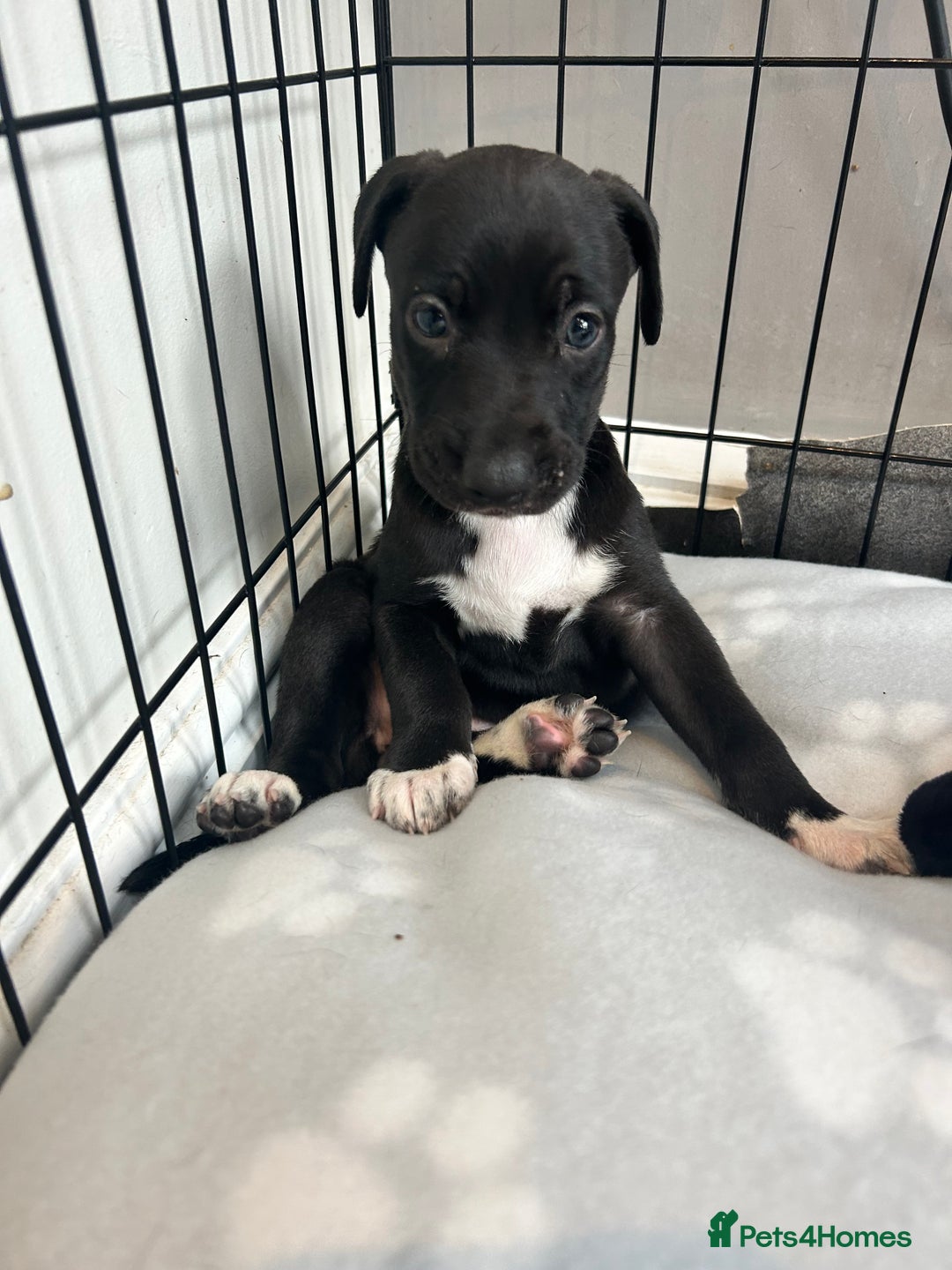 Mixed Breed dogs for sale: Bull whippets - Image 18