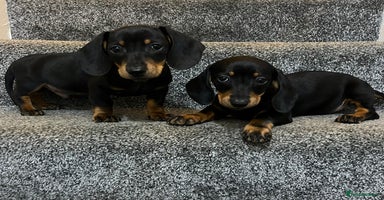 Miniature Dachshund dogs - Advert 1