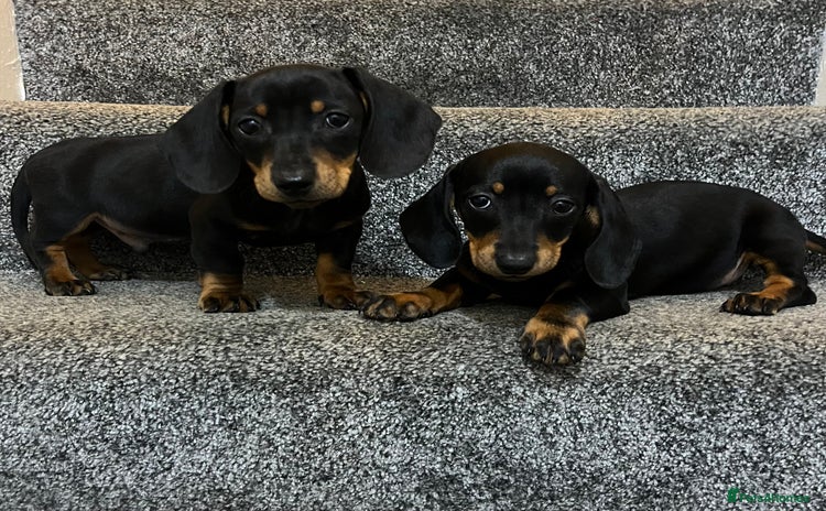 Miniature Dachshund dogs - Advert 5
